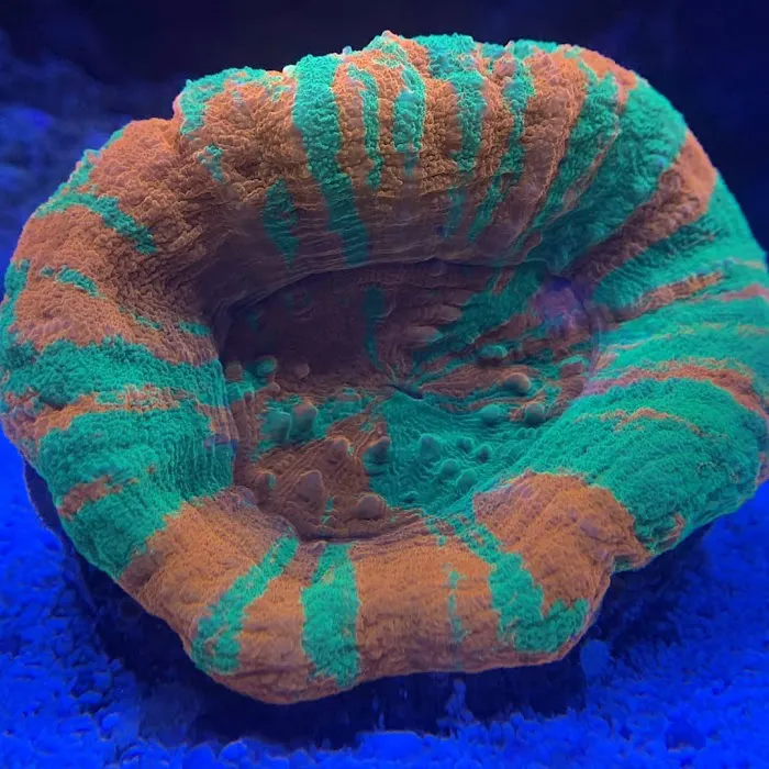 Little Slice of Ocean LLC Picture 8