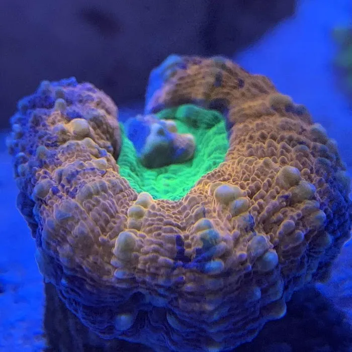 Little Slice of Ocean LLC Picture 4