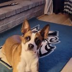 Nottingham Animal Hospital