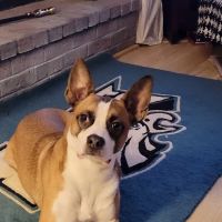 Nottingham Animal Hospital ico