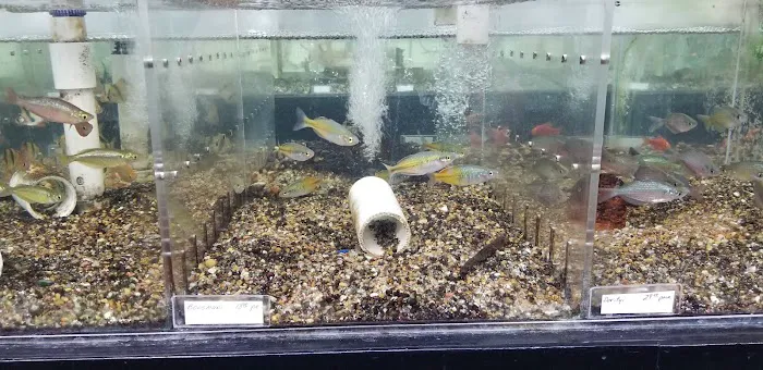 Fishy Business Aquarium Picture 1