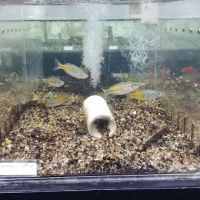 Fishy Business Aquarium ico