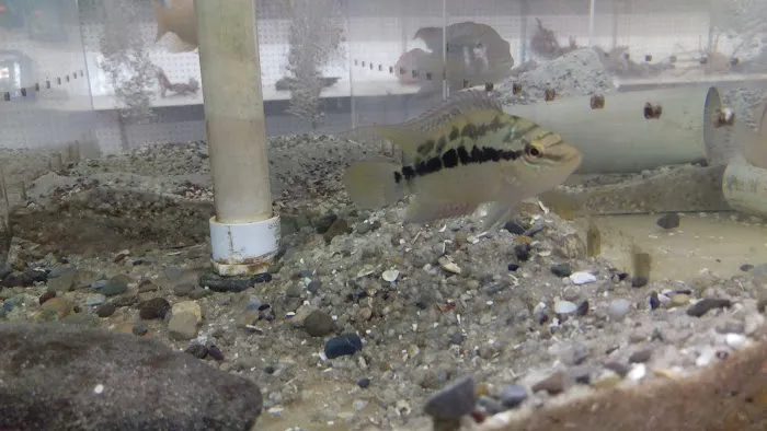 Fishy Business Aquarium Picture 10