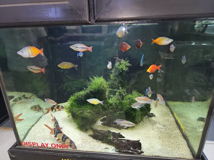 Fishy Business Aquarium Picture 4