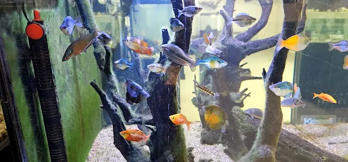 Fishy Business Aquarium Picture 5