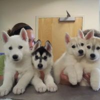 Veterinary Care Center ico