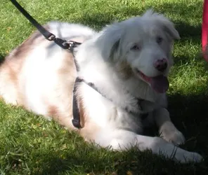 Veterinary Care Center Picture 7