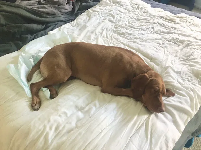 Nassau Animal Hospital Picture 4