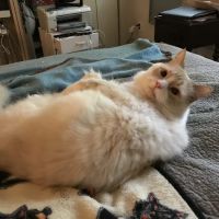 Nassau Animal Hospital ico