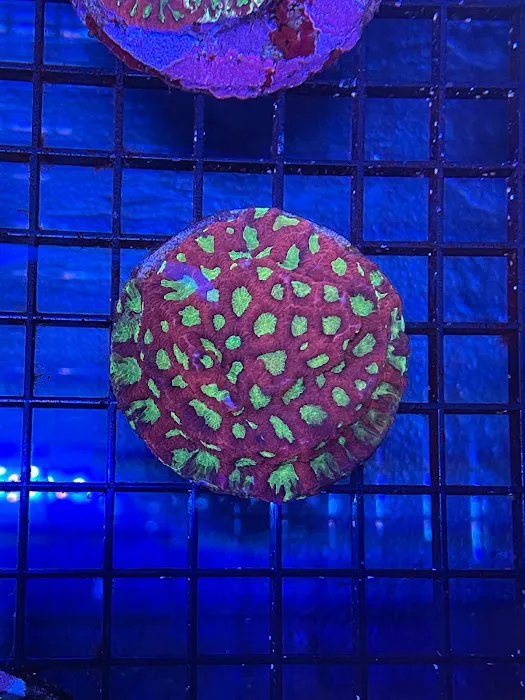 Elite Aquatic Concepts LLC Picture 7