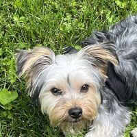 Blue Sky Puppies Orlando ico