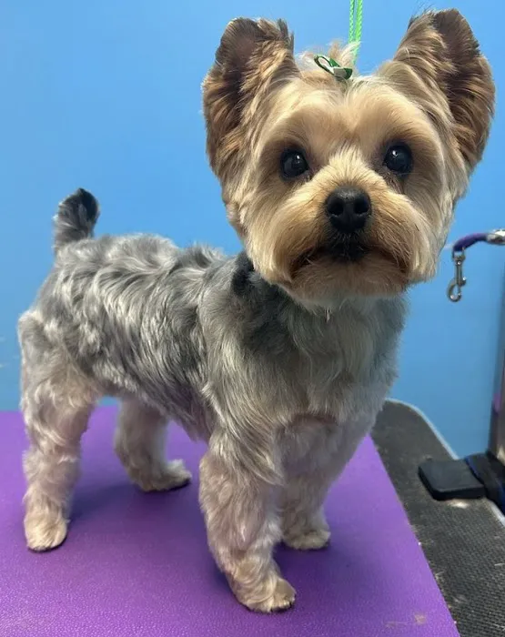 Lawrence Animal Hospital Picture 1