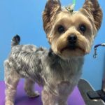 Lawrence Animal Hospital