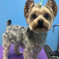 Lawrence Animal Hospital ico