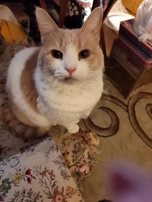 Lawrence Animal Hospital Picture 3