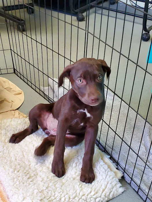 Lawrence Animal Hospital Picture 2