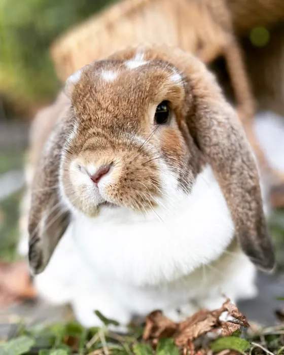 Lawrence Animal Hospital Picture 8