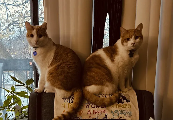 Lawrence Animal Hospital Picture 6