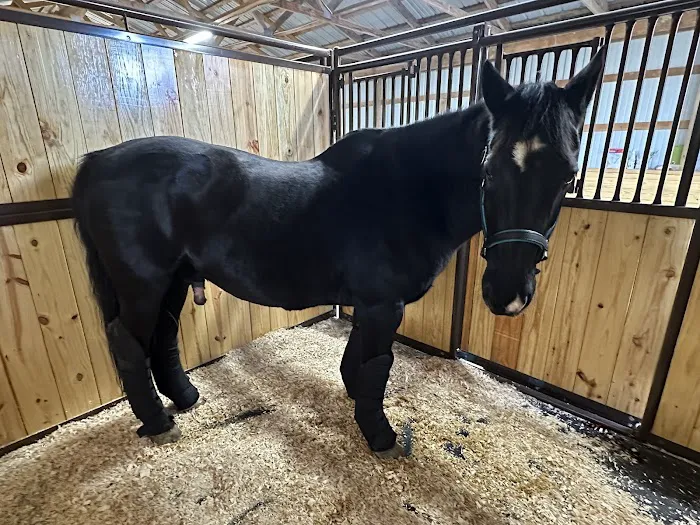 Garden State Equine Veterinary Dentistry, LLC Picture 3