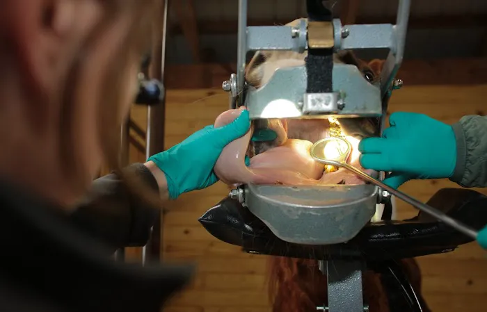 Garden State Equine Veterinary Dentistry, LLC Picture 10