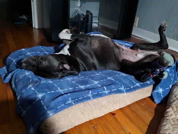 Banfield Pet Hospital Picture 5