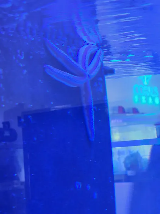 Corals Frag Picture 10