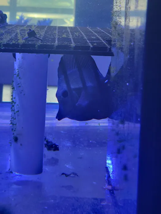 Corals Frag Picture 3