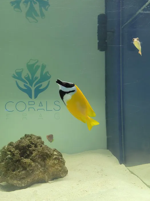 Corals Frag Picture 5