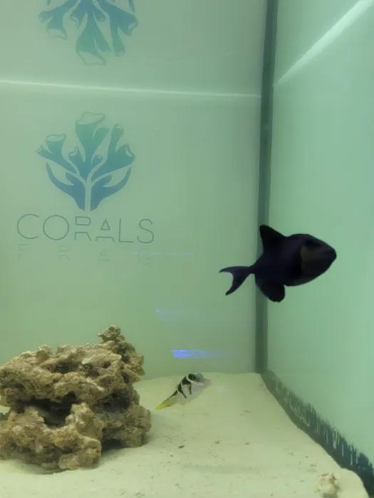 Corals Frag Picture 4