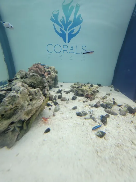 Corals Frag Picture 7