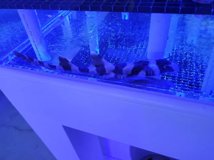 Corals Frag Picture 1