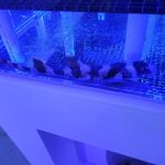 Corals Frag