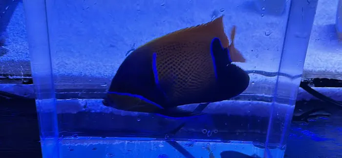 Atlantis Coral Reef Supply (CALL TO MAKE AN APPOINTMENT) Picture 6