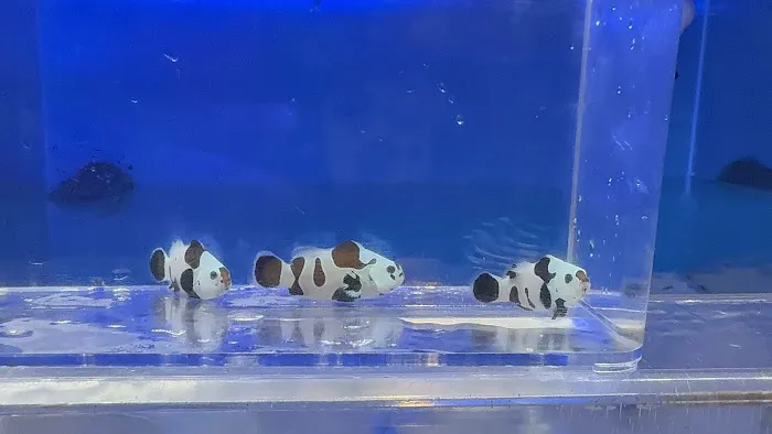 Atlantis Coral Reef Supply (CALL TO MAKE AN APPOINTMENT) Picture 2