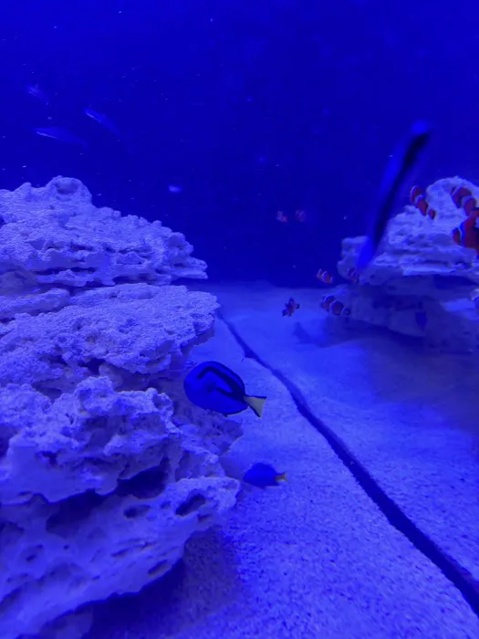 Atlantis Coral Reef Supply (CALL TO MAKE AN APPOINTMENT) Picture 5