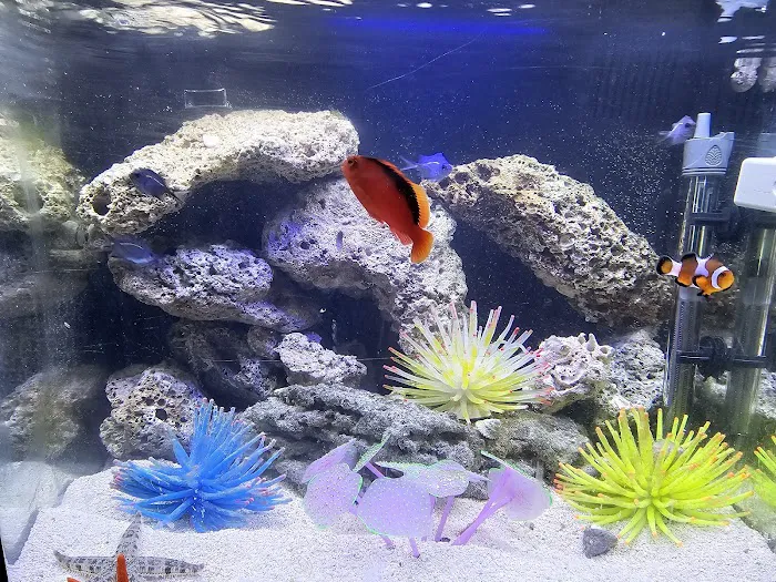Atlantis Coral Reef Supply (CALL TO MAKE AN APPOINTMENT) Picture 4