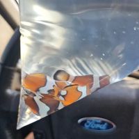 Atlantis Coral Reef Supply (CALL TO MAKE AN APPOINTMENT) ico