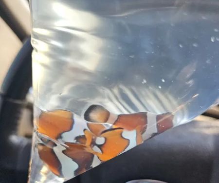 Atlantis Coral Reef Supply (CALL TO MAKE AN APPOINTMENT)