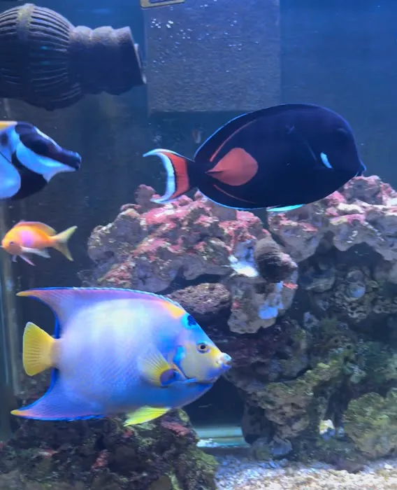 Atlantis Coral Reef Supply (CALL TO MAKE AN APPOINTMENT) Picture 10