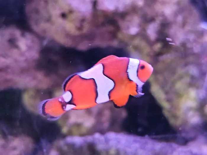 Atlantis Coral Reef Supply (CALL TO MAKE AN APPOINTMENT) Picture 3