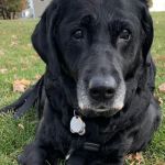 Yardville Animal Hospital