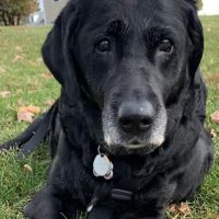 Yardville Animal Hospital ico