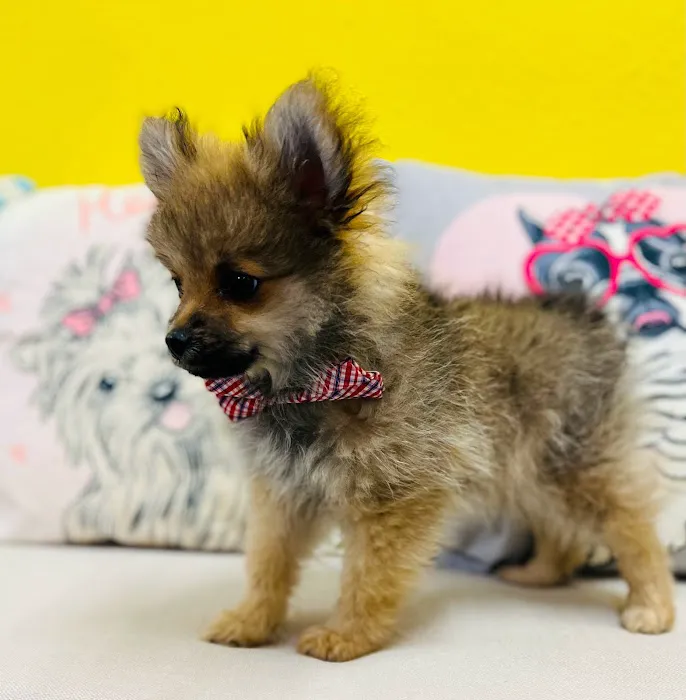 Puppy Boutique of Lake Hamilton Picture 2