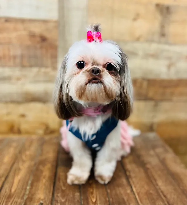 Puppy Boutique of Lake Hamilton Picture 9