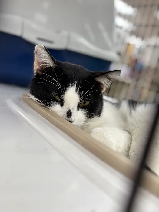 Pet Supermarket Picture 3