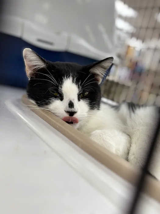 Pet Supermarket Picture 4