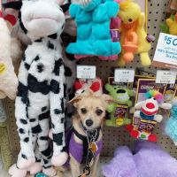 Pet Supermarket ico