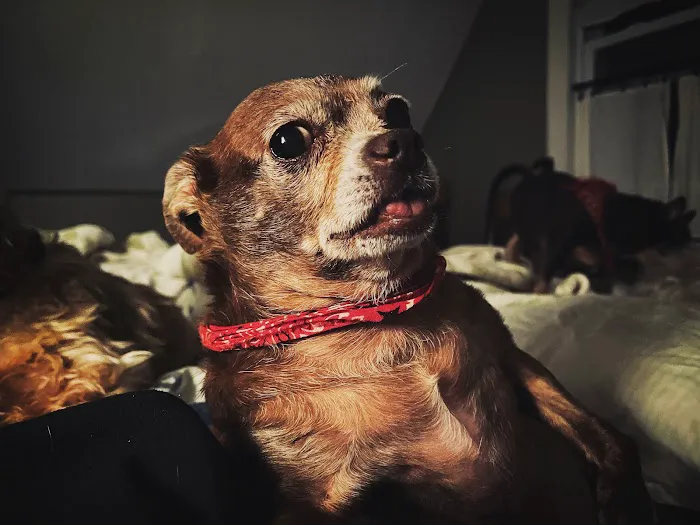 Cream Ridge Animal Clinic Picture 1