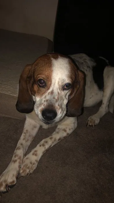 Cream Ridge Animal Clinic Picture 4