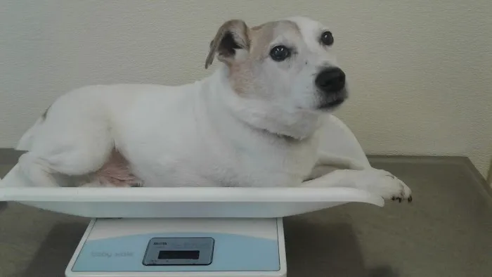 Cream Ridge Animal Clinic Picture 5